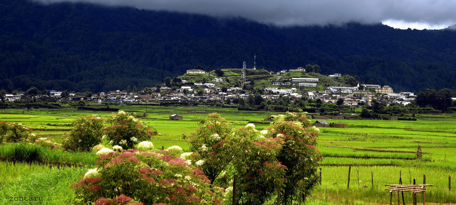 Terraced rice fields and traditional Apatani tribal houses in Ziro Valley, Arunachal Pradesh, surrounded by pine-covered hills in Northeast India