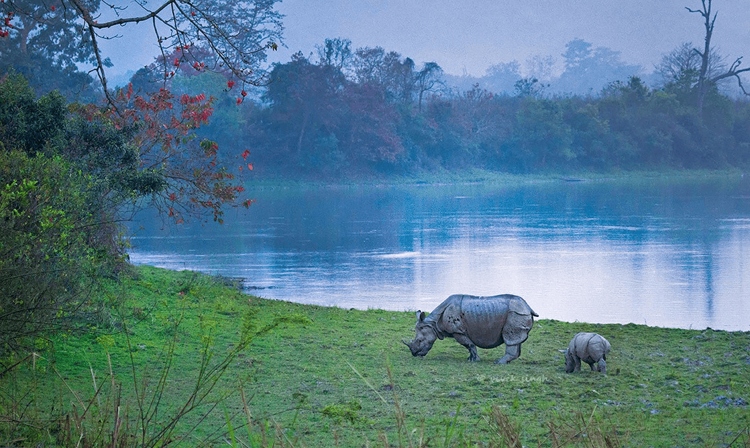 Indian one-horned rhinoceros in the grasslands of Kaziranga National Park, UNESCO World Heritage site in Assam, Northeast India.