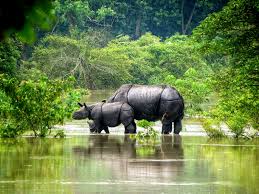 Kaziranga National Park